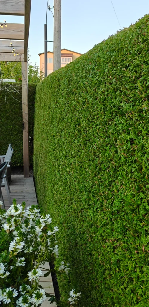 Häckklippning i Lidköping - Efter