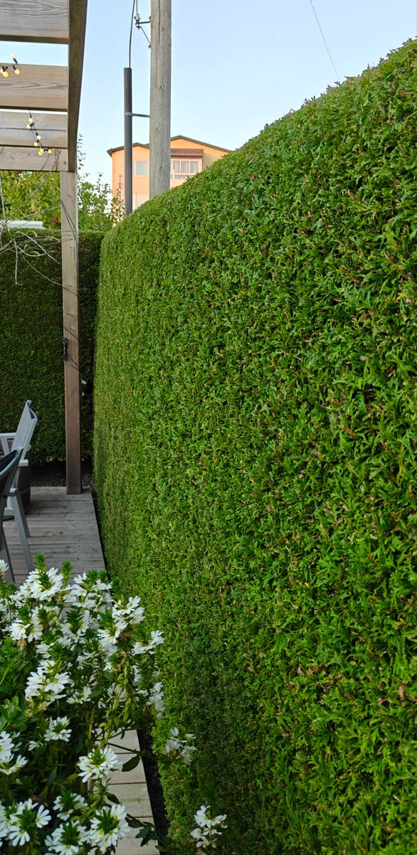 Häckklippning i Lidköping - Efter