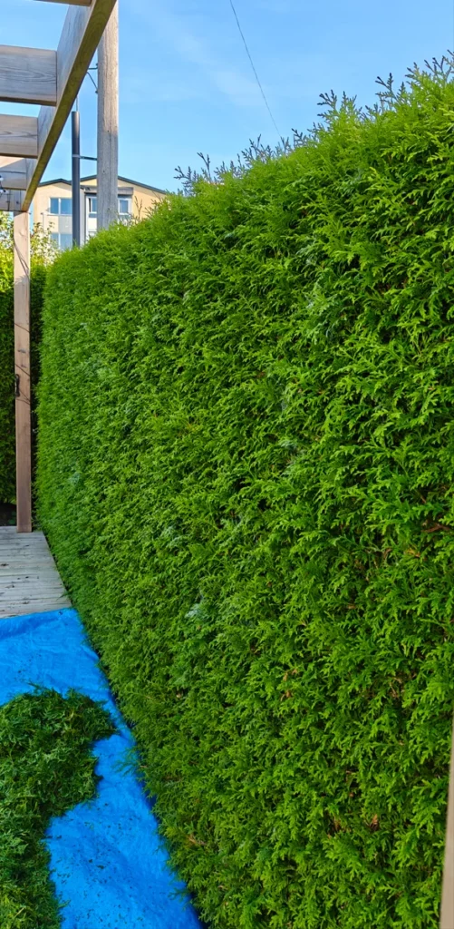 Häckklippning i Lidköping - Före